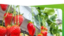 近期（9-10月）草莓生产管理技术