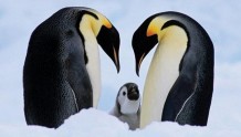 合众社：气候变化影响帝企鹅生存 在美国列入受威胁物种保护名单