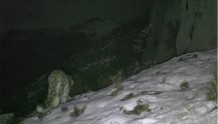 甘肃白龙江阿夏自然保护区再次发现雪豹