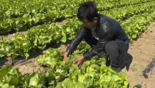 河北阜城：特色蔬菜种出致富好“钱”景