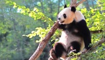 期待！秦岭大熊猫科学公园要来啦
