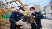 呼图壁：国家一级保护动物黑鹳获救助