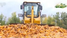 新疆各地秋粮收获已过九成 玉米大豆等再获丰收