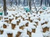新年第一场雪 雪中的乌鲁木齐美如画