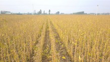 河南大豆育种取得突破性进展 亩产超300公斤