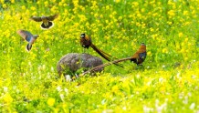 信阳董寨国家级自然保护区再次荣获国家级称号!