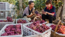 鲁山县“露峰山葡萄”通过国家农产品地理标志登记专家评审