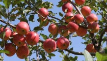 河南灵宝：“以花为媒”推动苹果产业升级