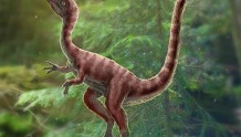 30厘米的恐龙长啥样?中国科学家发现新物种