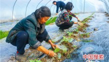 河南光山：春季西瓜种植忙