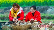河南光山: 种植大球盖菇富乡亲