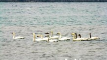 淇河鹤壁市城乡一体化示范区段越冬天鹅增至30余只