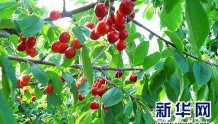 义马市第十届樱桃文化艺术活动签约6.8亿元