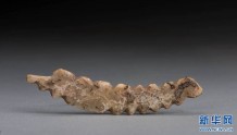 河南双槐树遗址出土五千年前牙雕蚕 见证丝绸之源
