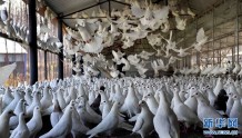河南宜阳：白鸽养殖 助民致富