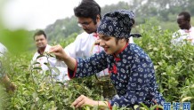 河南信阳：茶岛上来了群外籍“采茶工”