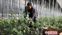 商城县张永凯:无土栽培蔬菜富农家