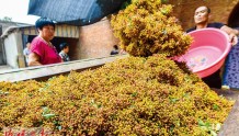 河南孟津：红红花椒挂满枝头　农户喜获丰收