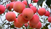 中国苹果种植面积和产量均占世界50%以上