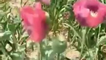 河南滑县回应政府大院种罂粟：种植者系临时工已开除