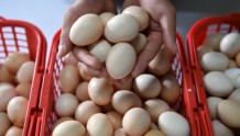 吃未熟透的鸡蛋小心细菌污染 鸡蛋“保鲜”有这几招