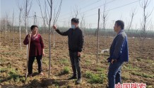鲁山县师高非：改造低效林 培育“致富树”