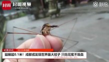 成都或现世上最大蚊子　网友：真怕它吸死我