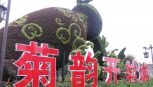 中国开封菊花文化节开幕 21项活动精彩纷呈