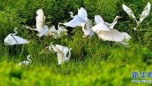 河南汝阳：生态湿地，白鹭轻舞