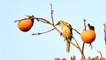 组图丨辛集：又是一年柿满枝 鸟儿觅食欢
