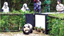 大熊猫最早在雅安放归