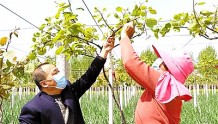 河南郏县:发展林果产业 助力脱贫攻坚