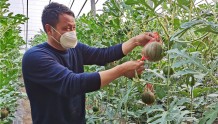 河南郏县：特色瓜果种植让群众迈入致富“快车道”