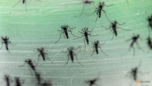 澳洲开展里程碑式灭蚊试验　有望大幅削减登革热传播