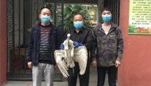  正阳县林业局成功救助两只国家二级重点保护动物白琵鹭