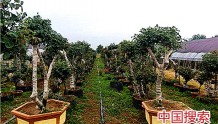 南阳宛城区：特色农业助力贫困群众增收脱贫