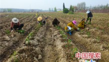 河南光山: 种植蔬菜让社会各界人士感受农耕文化