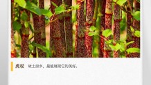 湖湘自然历丨林中采药去⑲一株怪草，中国人爱、英国人恨
