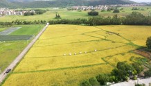 海陵岛120亩“海水稻”试种成功
