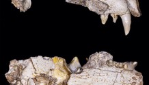 中外科学家联合考古新发现：630万年前动物就患上了肿瘤