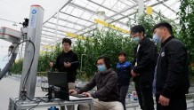北京市打造樱桃番茄采摘机器人测试应用场景