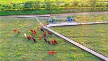 广州有个南方版的草原牧场美景，国庆假期可以带孩子去做牧童