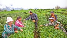 广东援藏助力林芝打造高原茶叶之乡