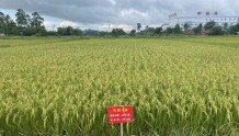 目标产值21.5亿元！汕尾致力打造广东丝苗米高质量发展示范区