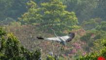 【惠州文脉】惠州立法保护西湖上的“小鸟天堂”