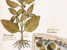 哪一种植物在中世纪被当做麻醉剂？