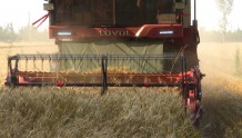 河北深州：77.8万亩小麦开镰了