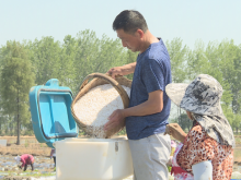 安徽凤台：推广水稻侧深施肥技术 促进农民增产增收