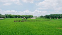 开启乡村振兴新“稻”路！“稻+鱼+鸭”生态种养殖模式在番禺试验顺利
