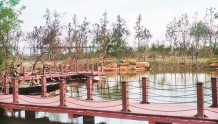 姜堰建成泰州市首家乡土植物主题公园
